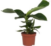 Goed & Groen - Musa "Oriental Dwarf" - ↨ 35cm - Potmaat 12 - Kwaliteit Planten - Kamer Plant - Kamerplanten - Sfeer