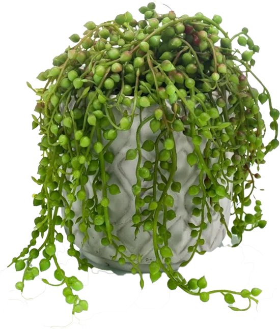 Plante artificielle Senecio en pot de ciment 15cm