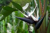 Natal paradijsvogelbloem (Strelitzia nicolai) - 10 Zaden - Exotische / Tropische Kamer en Terras Plant - Garden Select