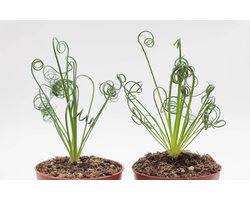 Ikhebeencactus | Albuca spiralis | frizzle sizzle | Bijzondere plant | set van 2 stuks | 8,5 cm pot