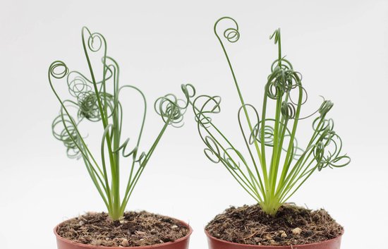 Ikhebeencactus | Albuca spiralis | frizzle sizzle | Bijzondere plant | set van 2 stuks | 8,5 cm pot