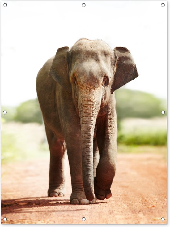 Wandelende olifant