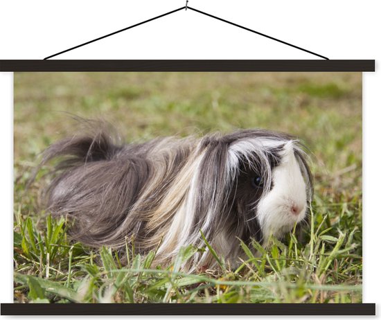 Poster textielposter cochon d'Inde poil long 90x60 cm