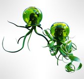Set van 2 Jelly-Fish luchtplanten met prachtige groene glazen bollen/plant/handgemaakt/kamerplant/tillandsia/hangplant