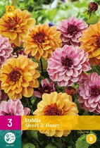 Dahlia Sweet en Honey - 3 Stuks - Zomerbloeiers - Bloembollen Kopen? Garden Select