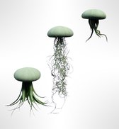 Set van drie Jellyfish luchtplanten met zachtgroene Alfonso zee-egels en verschillende luchtplanten/kamerplant/airplants