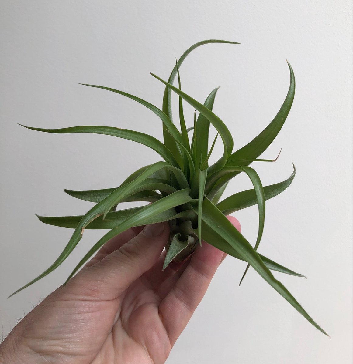 Set van drie Jellyfish luchtplantjes met Alfonso zee-egels verschillende Tillandsia's - Swan Market | Conceptstore voor Creatieve Kado's Set van drie Jellyfish luchtplantjes met Alfonso zee-egels verschillende Tillandsia's - Swan Market | Conceptstore voor Creatieve Kado's