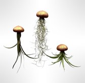 3 différentes plantes méduses avec oursins couleur bronze/cuivre/méduses/plantes aériennes/cadeau original/Tillandsia/plantes suspendues