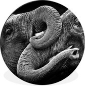 Cercle mural - Cercle mural - Éléphant - Animal - Tronc - Aluminium - Dibond - ⌀ 30 cm - Intérieur et Extérieur