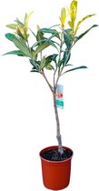 Tropictrees - Japanse Wolmispel 130/150 cm hoog - Plant - Eriobotrya Japonica