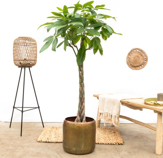 Pachira aquatica - 200cm