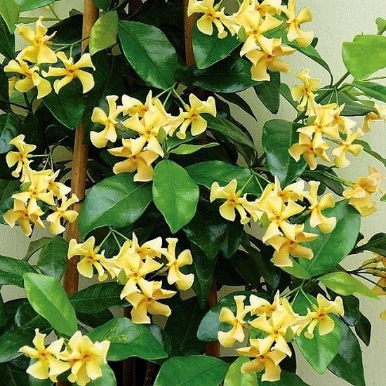 Gele Toscaanse Jasmijn (Sterjasmijn - Star of Toscane) - Klimplant | Geel - Groenblijvend / Wintergroen en Winterhard - Jasmijn Plant | 1,5 liter pot - Goed te combineren met andere tuinplanten met bloemen zoals Clematis of Rozen in bijv. een klimrek