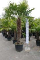 Winterharde Palmboom - Trachycarpus Fortunei - Stamhoogte 160 cm, totale hoogte 260 cm