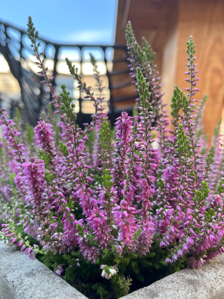 Heide Zomer Rood 10 Stuks Calluna vulgaris 'Darkness' P10.5 Plant Tuinplant