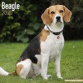 Beagle Kalender 2020