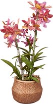 Kunstplant wilde Orchidee 3-tak roze H54cm - HTT Decorations