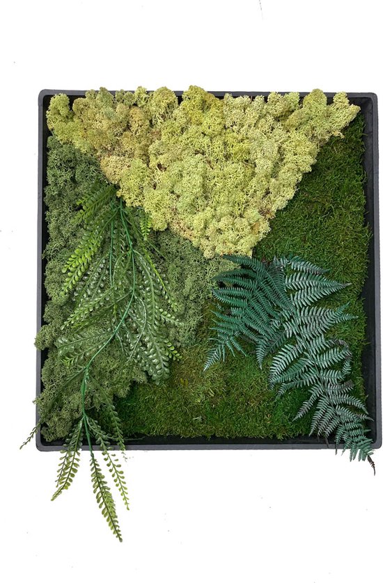 Interiorsigns Mosschilderij - Mosschilderij van mos - Onderhoudsvrije Muurdecoratie - Platmos - Varen - Rendiermos - Vierkant 43cm