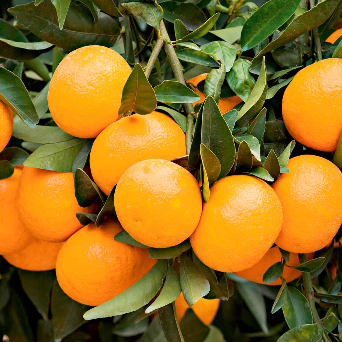 Plant in a Box - Citrus Calamondin - Citrus tree