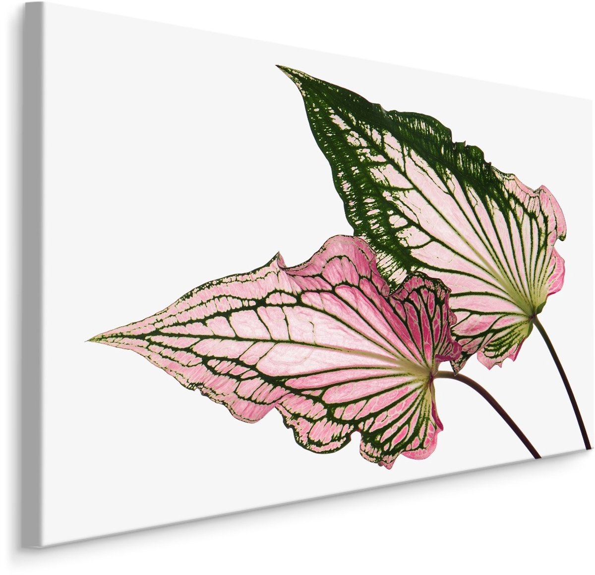 karo-art Schilderij - Caladium Bladeren, Groen/roze, premium Print Multikleur