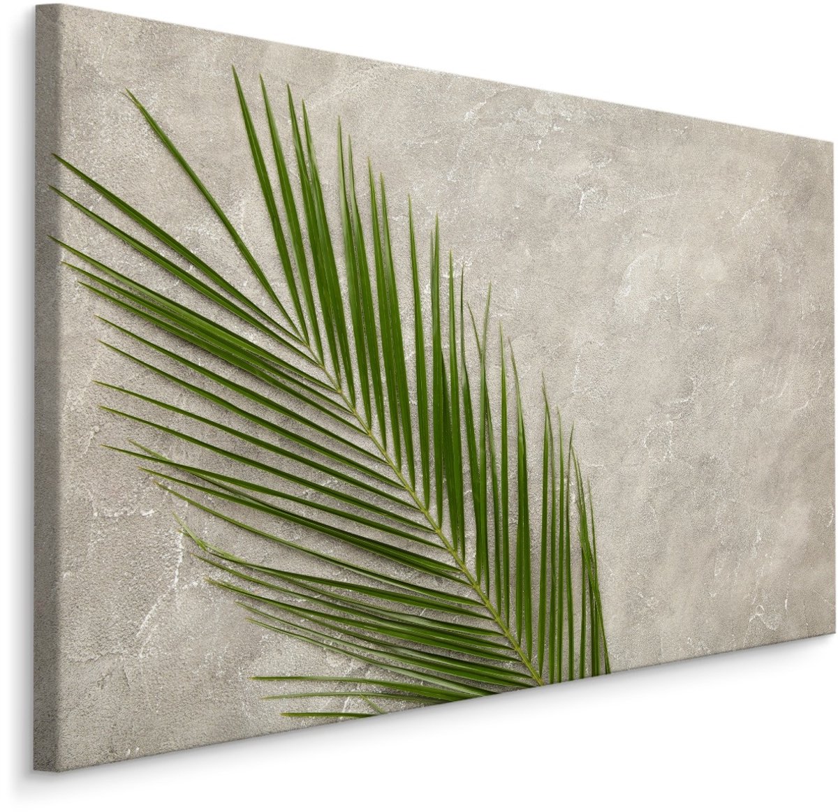 karo-art Schilderij - Palm Blad op een betonnen achtergrond, 5 maten Multikleur