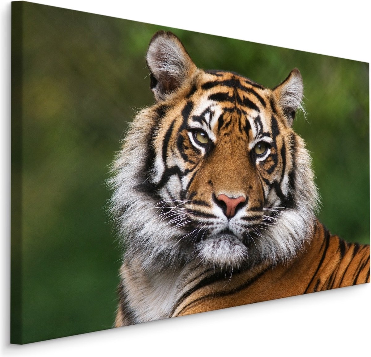 karo-art Schilderij - Bengaalse Tijger, premium Print, 5 maten Multikleur