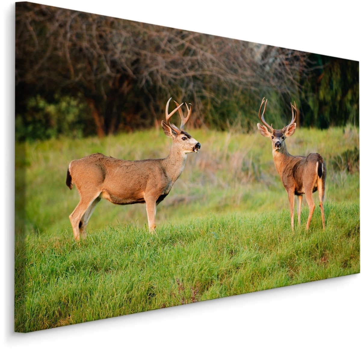 karo-art Schilderij - Twee Herten in het Veld, Premium Print Multikleur