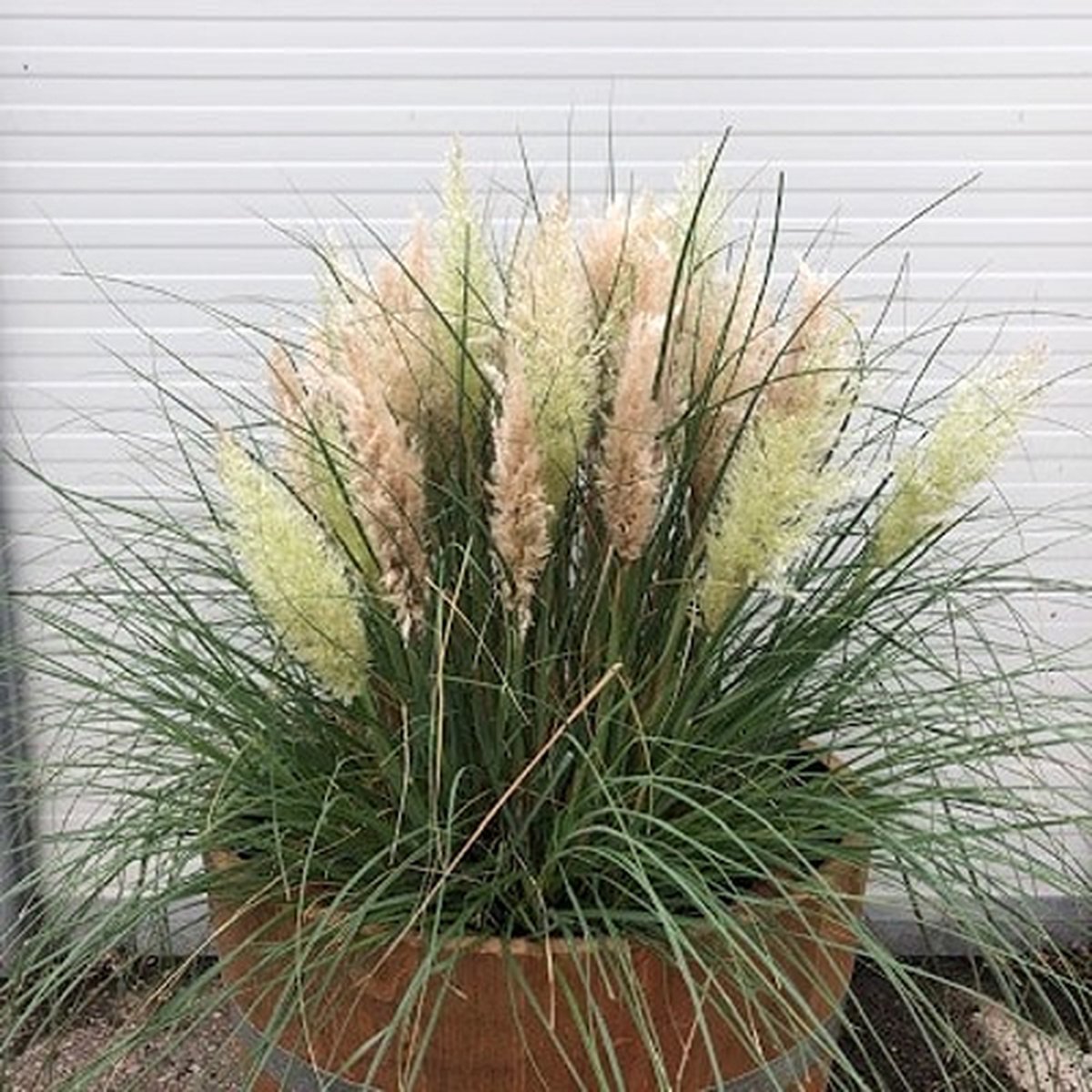 Beplant Wijnvat - Pampasgras - Tiny Pampa - Half Wijnvat - 112 Liter