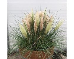 Beplant Wijnvat - Pampasgras - Tiny Pampa - Half Wijnvat - 112 Liter