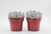 Ikhebeencactus | Echeveria Lilacina cv. Thriller Pearl | Bijzondere vetplant | Set van 2 stuks | 12 cm pot
