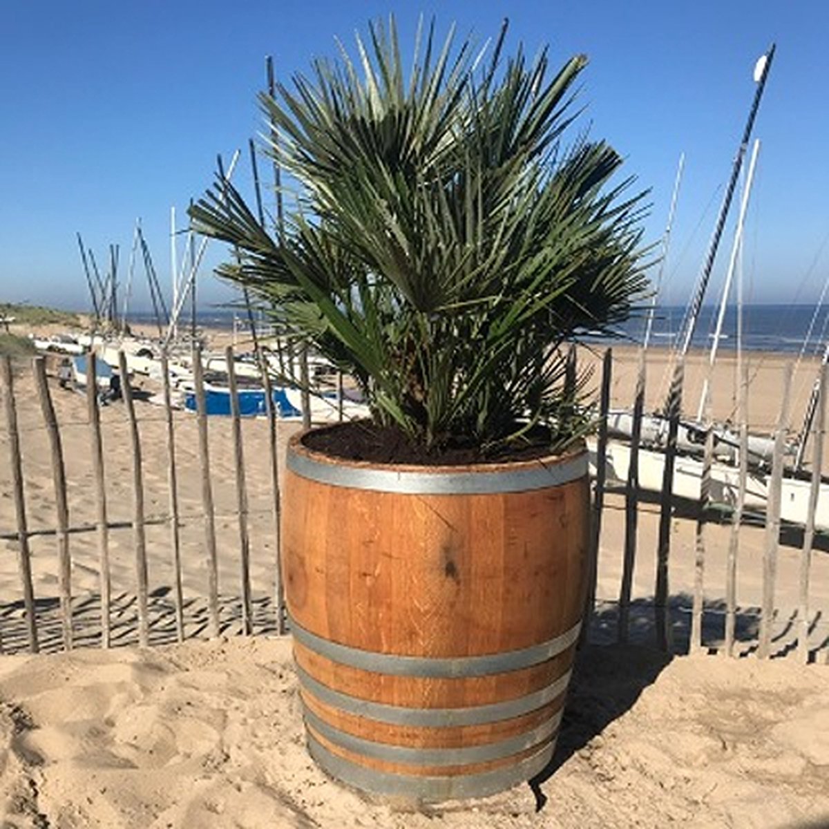 Beplant Wijnvat - Europese Dwergpalm - Chamaerops - 3/4 Wijnvat - 170 Liter