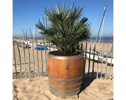 Beplant Wijnvat - Europese Dwergpalm - Chamaerops - 3/4 Wijnvat - 170 Liter