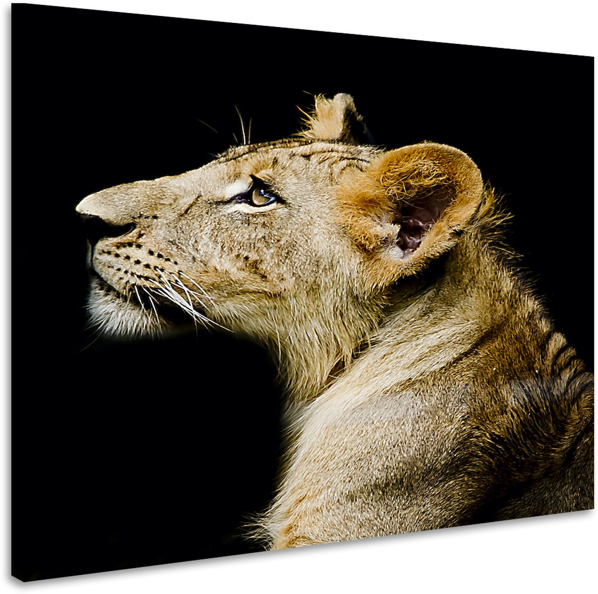 karo-art Schilderij - Leeuwin, 3 Maten, Premium print Multikleur