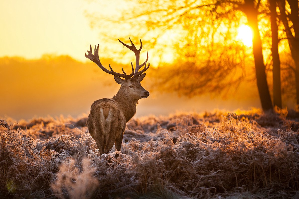 karo-art Schilderij - Hert in de ochtend, 2 maten, Premium print Multikleur