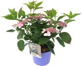 Plant in a Box - Hydrangea serrata Magic Pillow - Hortensia - Winterhard - Pot 19cm - Hoogte 25-40cm