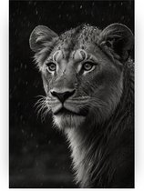 Leeuw welp in de regen - Leeuw schilderijen - Canvas schilderijen wilde dieren - Wanddecoratie klassiek - Canvas schilderijen woonkamer - Woonkamer decoratie - 50 x 70 cm 18mm