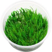 Moerings Barbieri mos in 80 cc cup - Aquariumplanten