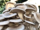 Oesterzwam broed voor grijze oesterzwam 80 gram - Grijze oesterzwam - Spoorloze variant - Kweek paddenstoelen - Zelf paddenstoelen kweken