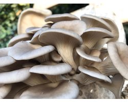 Oesterzwam broed voor grijze oesterzwam 80 gram - Grijze oesterzwam - Spoorloze variant - Kweek paddenstoelen - Zelf paddenstoelen kweken