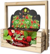 Kit de culture complet Fresh Farm Strawberry en bois FSC