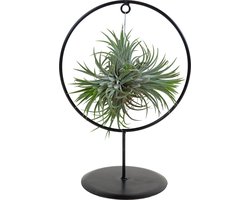 Bloomique - Tillandsia Magic Ball in Sierring - Luchtplantjes - Kamerplanten - Zeer gemakkelijk te verzorgen - 30 cm Hoog