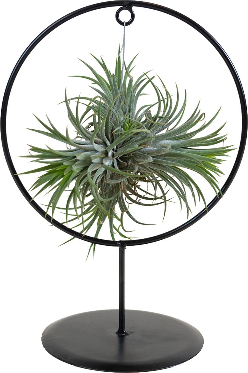 Bol.com Bloomique - Tillandsia Magic Ball in Sierring - Luchtplantjes - Kamerplanten - Zeer gemakkelijk te verzorgen - 30 cm Hoog aanbieding