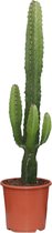 Trendyplants - Euphorbia Acrurensis - Cactus - Hoogte 40-60 cm - Potmaat Ø17cm