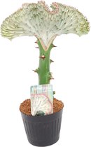 Trendyplants special - Euphorbia lactea Cristata wit - Cactus - Hoogte 25-45 cm - Potmaat Ø12cm