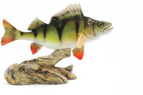 3D Real Fish Trophy Baars 28 cm Levensecht Beeld Baarsbeeld Trofee Prijs Baarswedstrijd Vis Beker