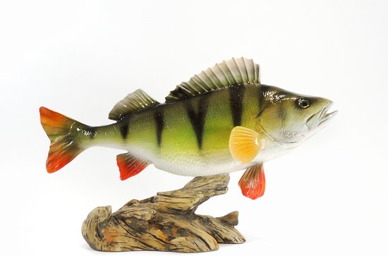 3D Real Fish Trophy Baars 34 cm Levensecht Beeld Baarsbeeld Trofee Prijs Baarswedstrijd Vis Beker