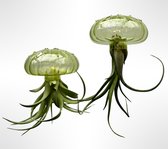 Set van 2 Jellyfish luchtplanten met "zee-egels" van geel glas/Tillandsia/luchtplant/airplant/Bromelia/kamerplant/plant/kadotip/watgeefikcadeau/hangplant/woonidee/interieur/huisinrichting/moederdag/vaderdag/groeninhuis/makkelijkeplant//valentijnsdag