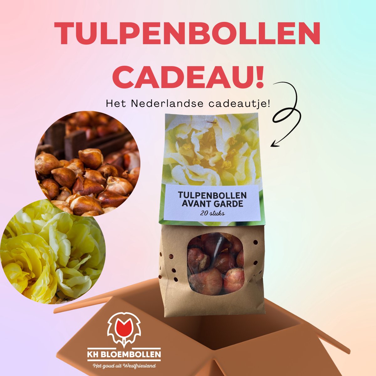 Bloembollen - Avant garde tulpenbollen cadeau - KH Bloembollen - Tulpen - Geel - 20 Stuks - Cadeau - Tuin - Maat 11/12! - Vers van de teler!