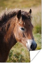 Poster Paard - Pony - Portret - 40x60 cm