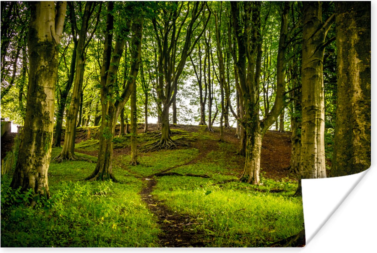 Poster Donkerbruin pad door het bos - 60x40 cm
