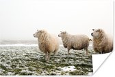 Drie schapen in de winter Poster 180x120 cm - Foto print op Poster (wanddecoratie) / Dieren Poster XXL / Groot formaat!